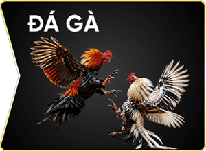 Đá Gà